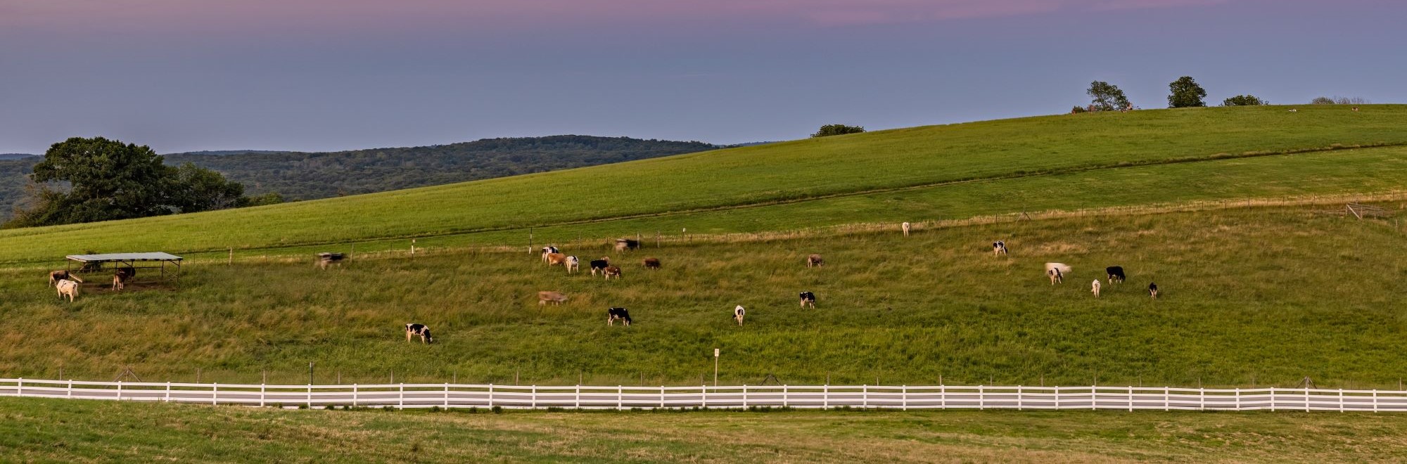 Cows on Horsebarn Hill