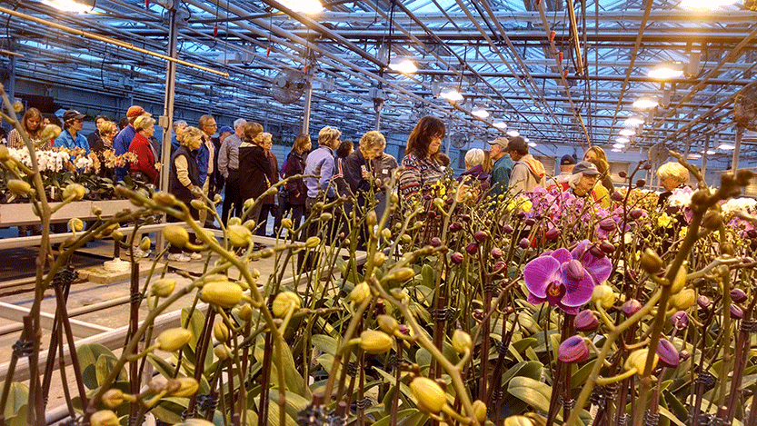 people touring an orchid greenhouse