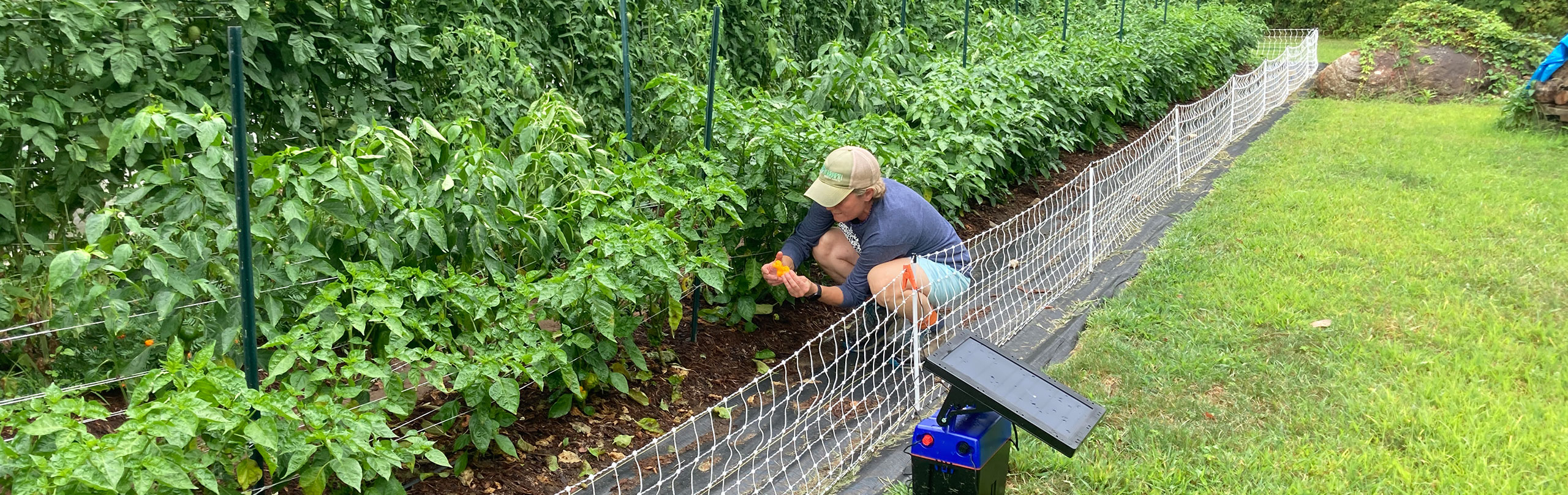 Farmer checking her crops