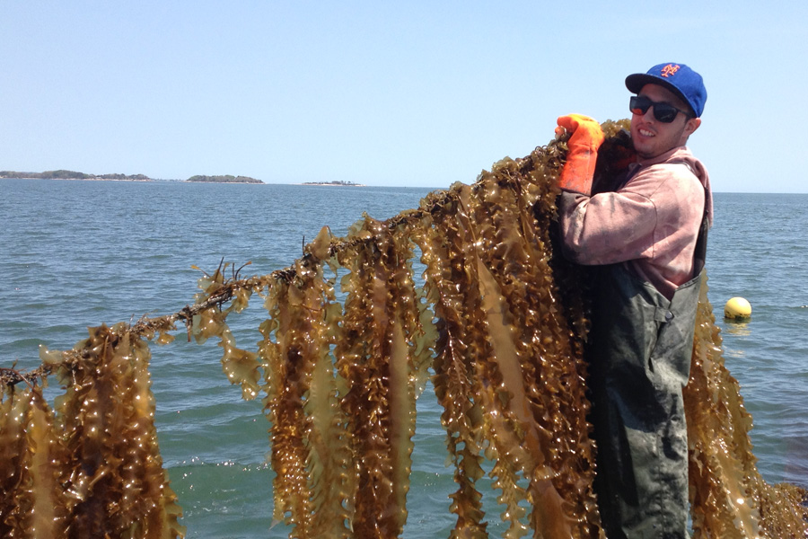 harvesting seaweed