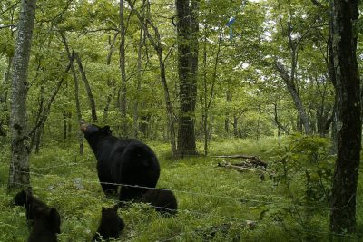 bear and three cubs in the woods