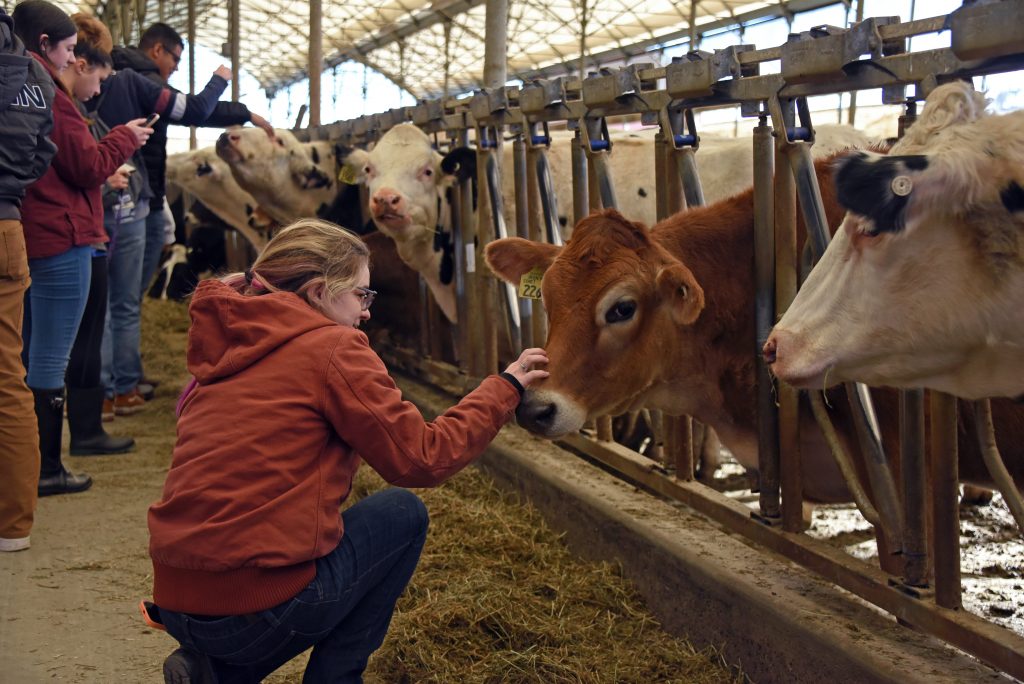 child petting cow