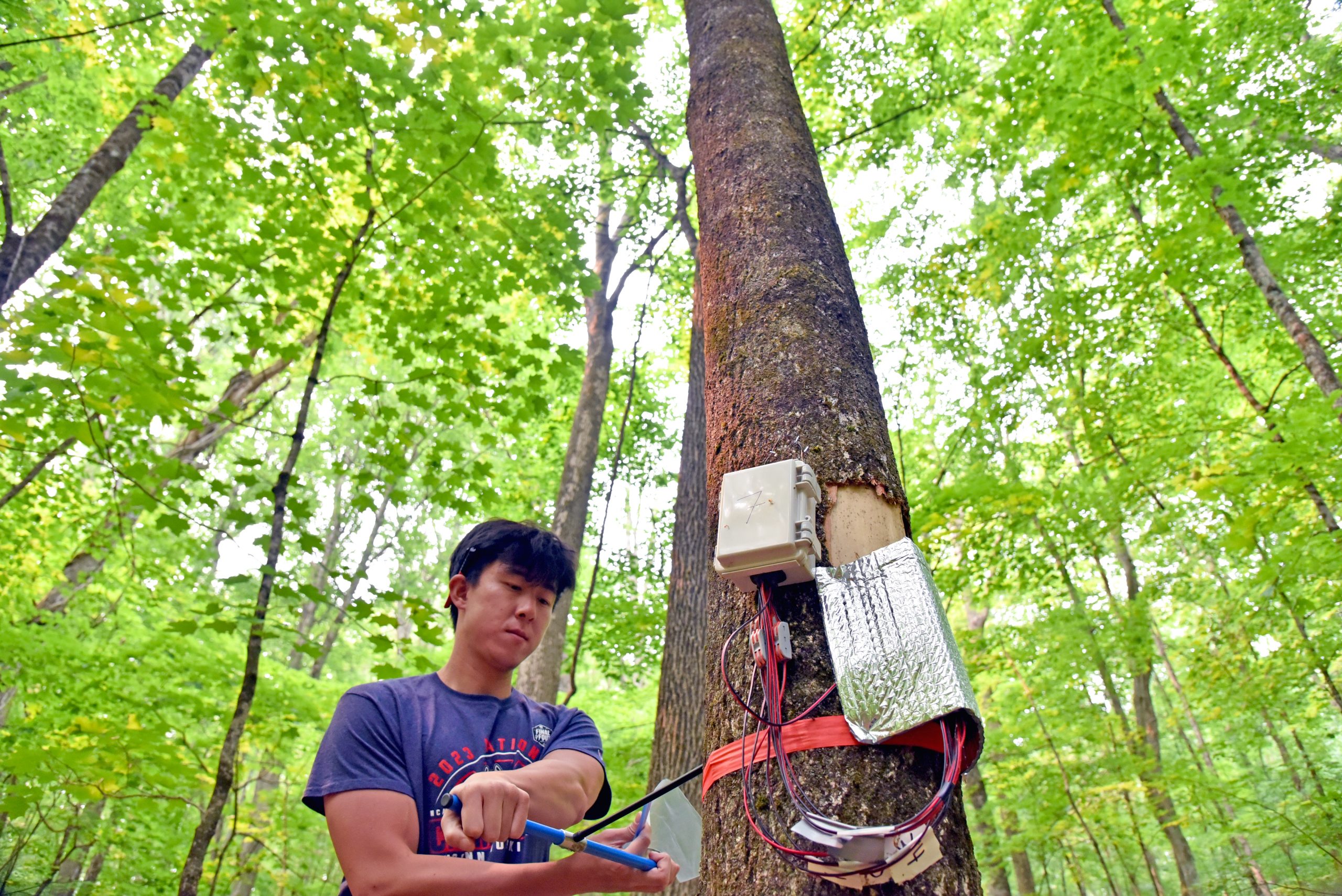 researcher checking on equipment on a tree