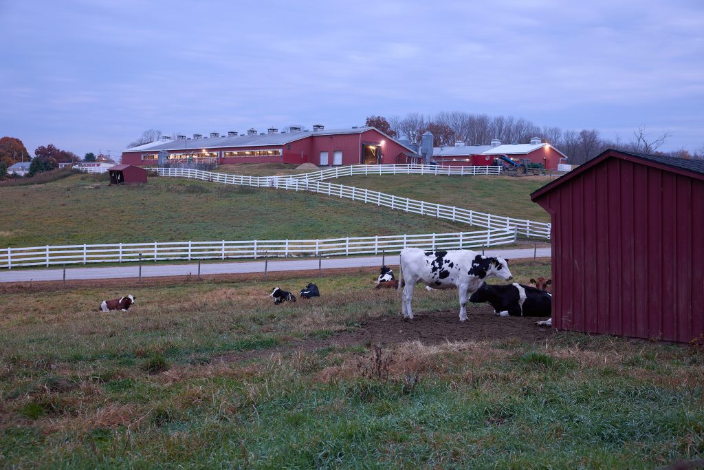 Cows behind the Kellogg Dairy Barn
