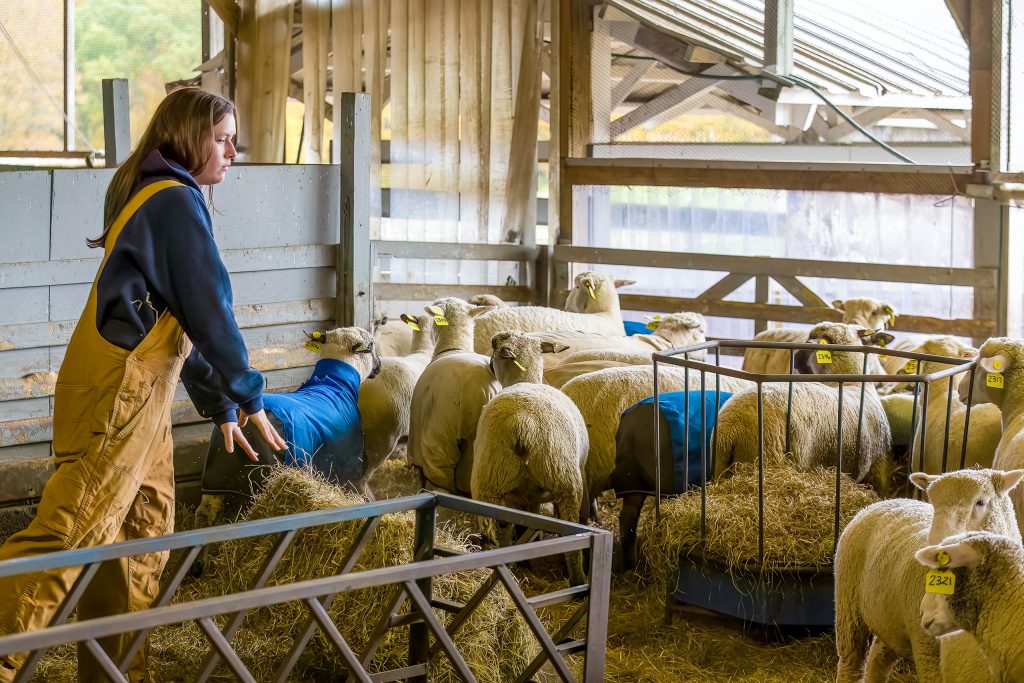 student working with sheep in the barn