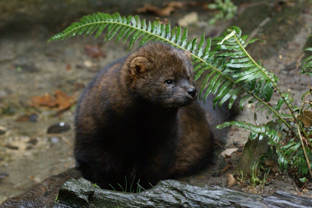 fisher (the small mammal)