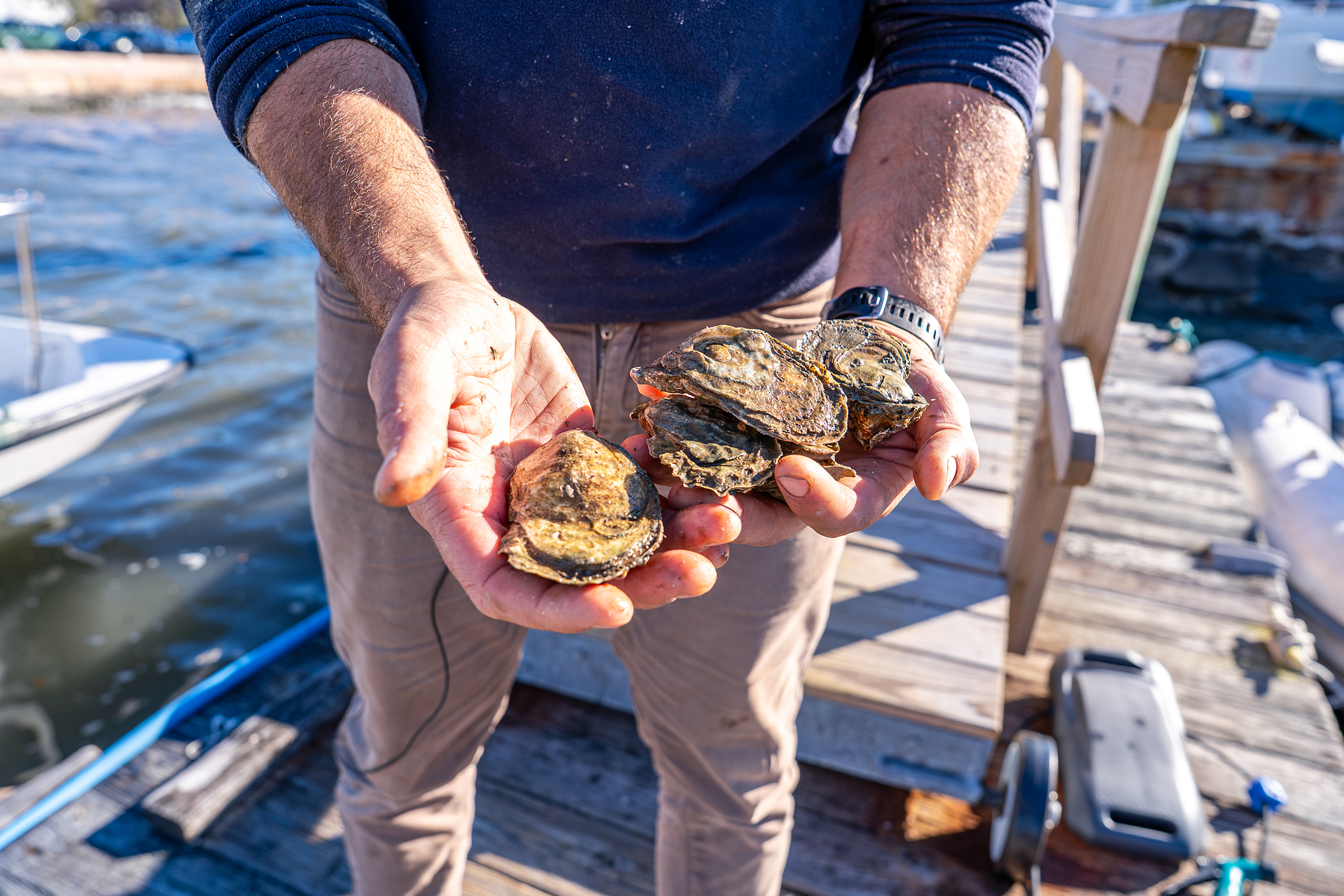 handful of oysters